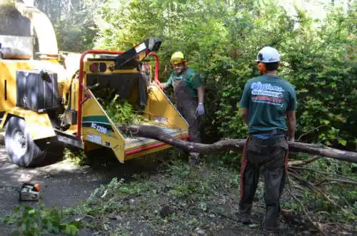 tree services Mountain Ranch